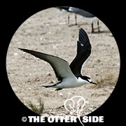 Sooty Tern