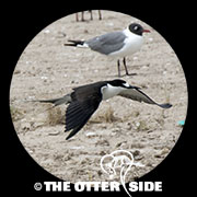 Sooty Tern