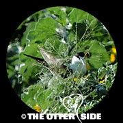Sooty Tern