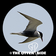 Whiskered Tern