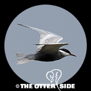 Whiskered Tern