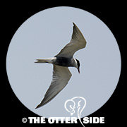 Whiskered Tern