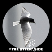 White-winged Tern