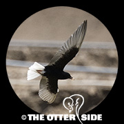 White-winged Tern