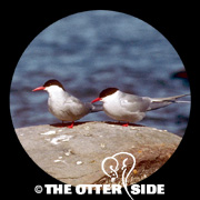 Arctic Tern