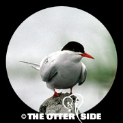 Arctic Tern