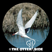 Arctic Tern