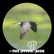 Black Tern