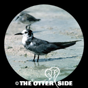 Black Tern