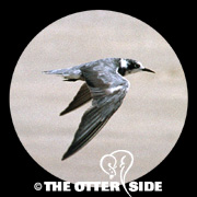 Black Tern