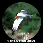 Caspian Tern