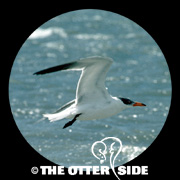 Caspian Tern