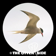 Common Tern