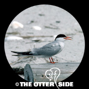 Common Tern