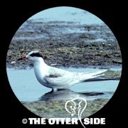 Common Tern