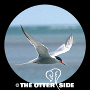 Common Tern