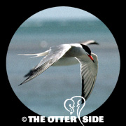Common Tern