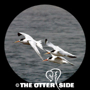 Elegant Tern