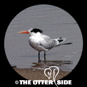 Elegant Tern