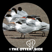 Elegant Tern