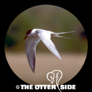Forster's Tern