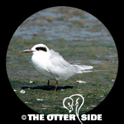 Forster's Tern