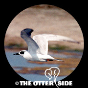 Forster's Tern