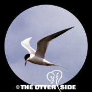 Forster's Tern
