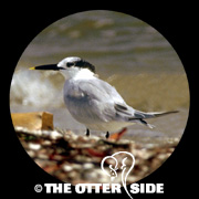 Sandwich Tern (Cabot's)