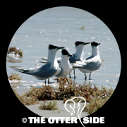 Sandwich Tern (Cabot's)