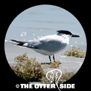 Sandwich Tern (Cabot's)