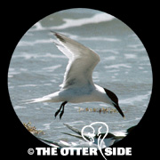 Sandwich Tern (Cabot's)