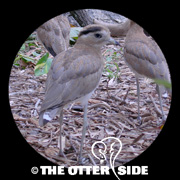 Peruvian Thick-Knee