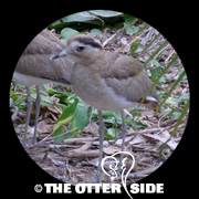 Peruvian Thick-Knee