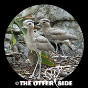 Peruvian Thick-Knee