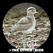 Peruvian Thick-Knee