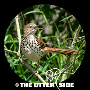 Brown Thrasher