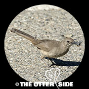California Thrasher