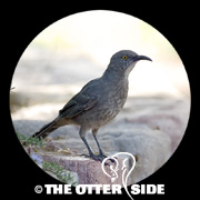 Curve-billed Thrasher - Western