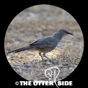 Curve-billed Thrasher - Western