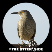 Curve-billed Thrasher - Eastern