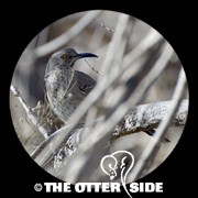 Curve-billed Thrasher - Eastern
