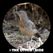 Curve-billed Thrasher - Eastern