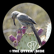Curve-billed Thrasher - Western