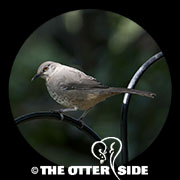 Curve-billed Thrasher - Eastern