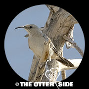 LeConte's Thrasher