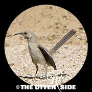 LeConte's Thrasher