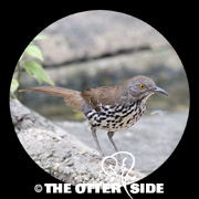 Long-billed Thrasher