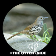 Long-billed Thrasher