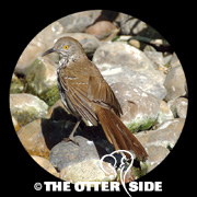 Long-billed Thrasher